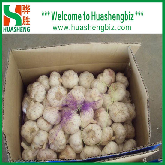 Chinese Normal White Garlic With Excellent Quality