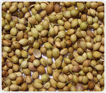 Coriander Seeds Best Indicative Offer