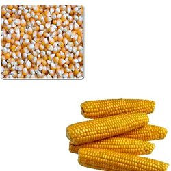 Corn Yellow Dry Grade A