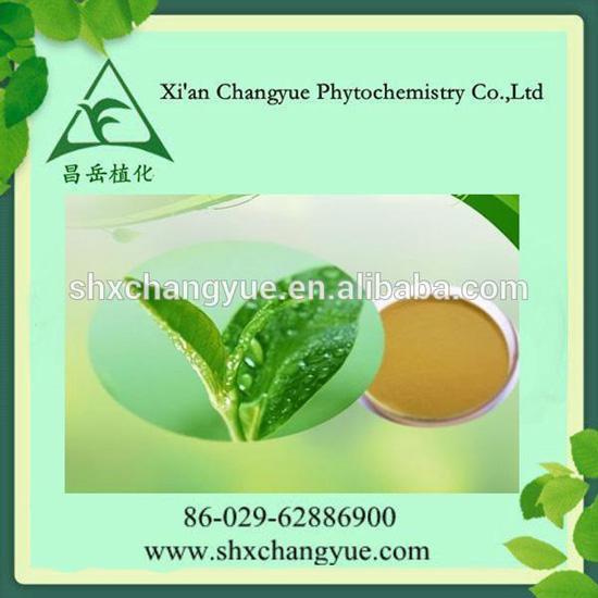 Cosmetic Food Additives Matcha Green Tea Powder Extract Polyphenol