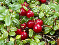 Cranberry Extract Anthocyanin