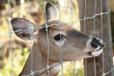Deer Fencing Ideal For Farming And Exclusion