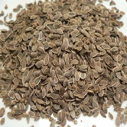 Dill Seed Gives You Many Health Benefits We Offer Best Quality