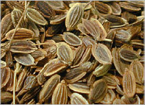Dill Seeds Best Indicative Offer
