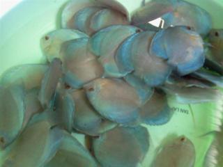 Discus Fish For Sale Xanh Tuoi Tropical
