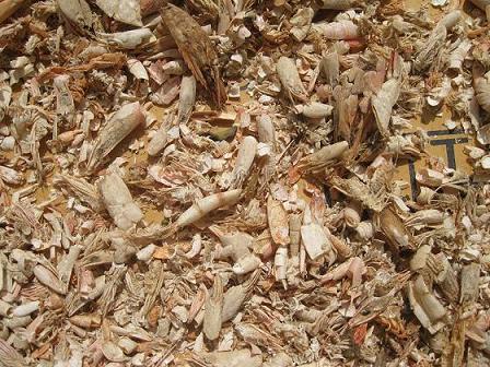 Dried Shrimp Shell With Competitive Price