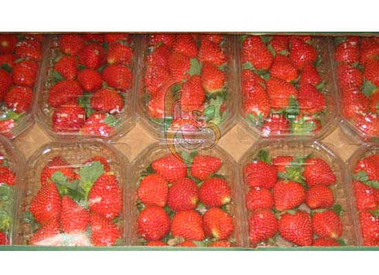 Egyptian Fresh Strawberry
