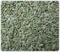 Fennel Seeds Best Indicative Offer