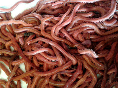 Fishing Bait Lure Lugworm Aquaculture For
