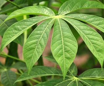 Fresh Cassava Leaves On Sale