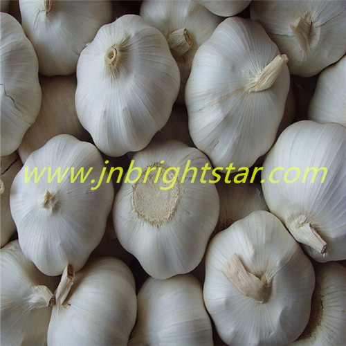 Fresh Garlic In Mesh Bag Or Carton