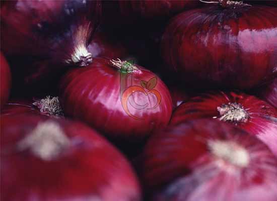 Fresh Onions From Egypet By Fruitlinkco Company