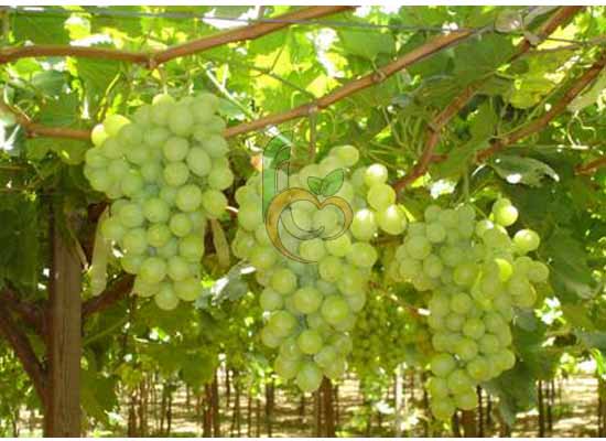 Fresh Seedless Grapes From Egypt By Fruit Link Company