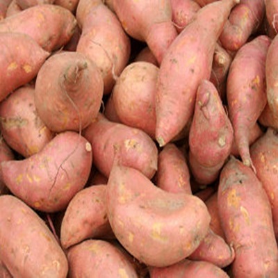 Fresh Sweet Potato From Costa Rica
