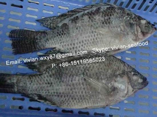 Frozen Black Tilapia Fish Gutted And Scaled Oreochromis Niloticus