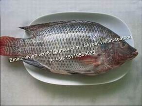 Frozen Black Tilapia Fish Whole Round Oreochromis Niloticus