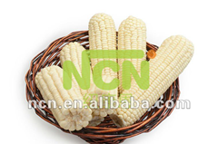 Frozen White Waxy Corn Cob
