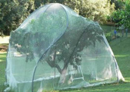 Fruit Cage Netting Comes In Knotless And Extruded Poly