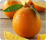 Fruits Orange Highline For Import And Export Egypt