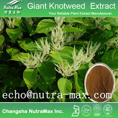 Giant Knotweed Extract 98 Resveratrol