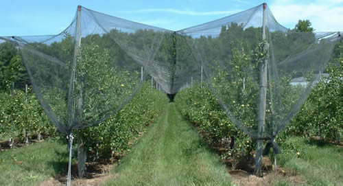 Hail Netting Protecting Your Crops