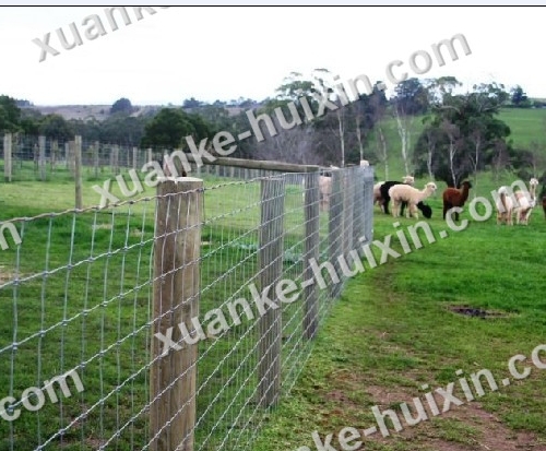 Horse Safety Fencing Animal Fence Farm Cattle Hebei Xuanke Huixin Best