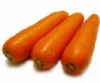 Hot Sale Fresh Carrot
