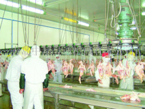 Livestock Slaughter Equipment Carcass Processing Conveyor