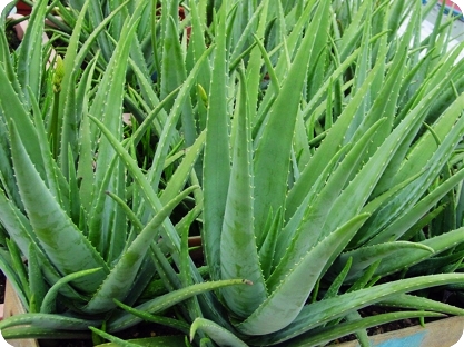 Low Price Natural Aloe Vera Extract Aloin 20 98