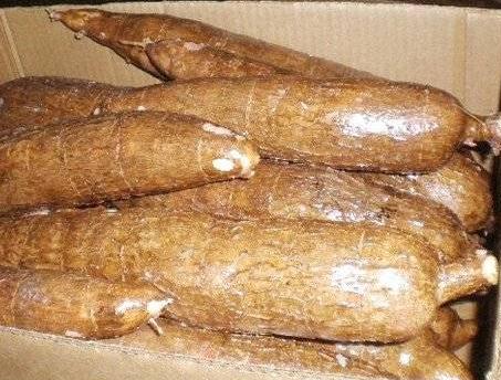 Low Price Whole Cassava Root