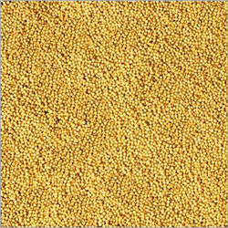 Mustard Seeds Is Commonly Used In Almost All Types Of Indian Cooking We Are Offering Best Quality Ye