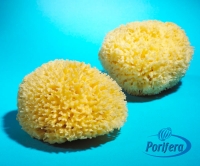 Natural Sea Sponge From The Mediterranean