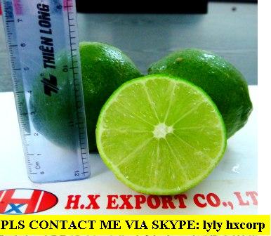 Offer Seedless Lime From Viet Nam