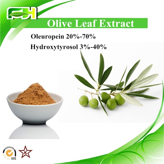Olive Leaf Extract Polyphenol Oleuropein Hydroxytyrosol