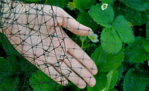 Oriented Plastic Mesh A Lightweight And Flexible Fencing
