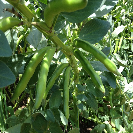 Peans Fresh Vegetables Egypt