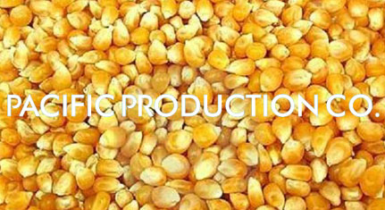 Provide Yellow Corn With Good Price Fragrant Sw240 Pacific