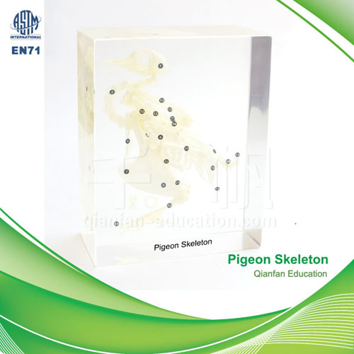 Qianfan Pigeon Skeleton Educational Embedded Specimen 1104 Real Nature Savety Preserved Forever