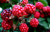 Raspberry Extract Anthocyanin