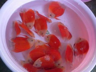 Re Tropical Fish For Sale Xanh Tuoi
