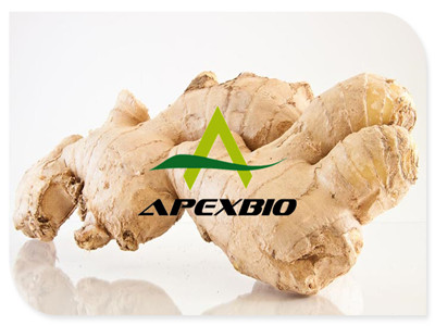 Sell Ginger Root Extract Powder