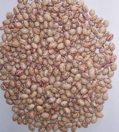Sell Light Speckled Kidney Beans Round Shape