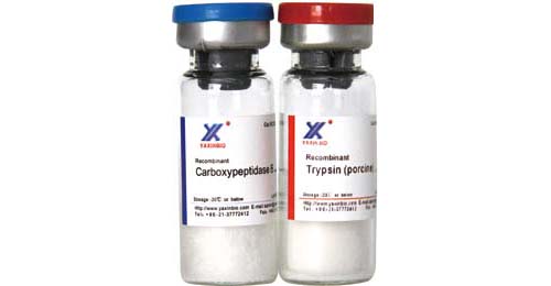 Sell Recombinant Carboxypeptidase B Trypsin