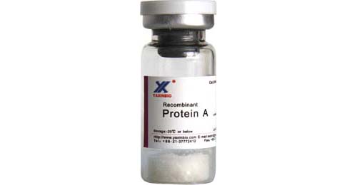 Sell Recombinant Protein A