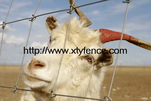 Sheep And Goat Fence Hinge Joint Knot Field