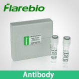Snap Antibody