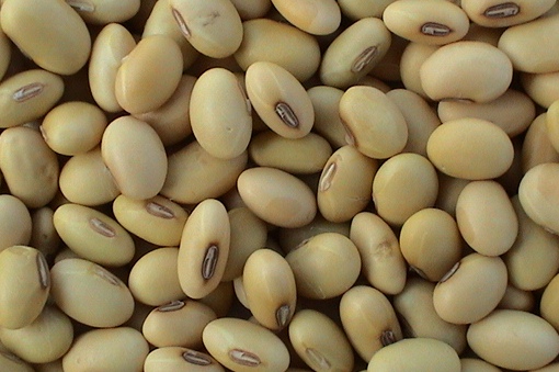 Soybeans Grade A Raw