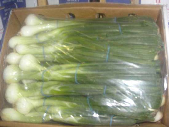 Spring Onion With High Quality