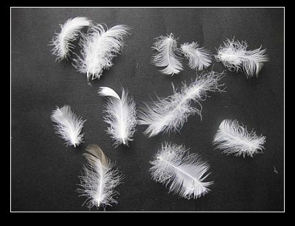 Washed White Goose Feather