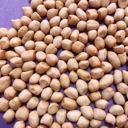 We Can Supply Peanut Kernel